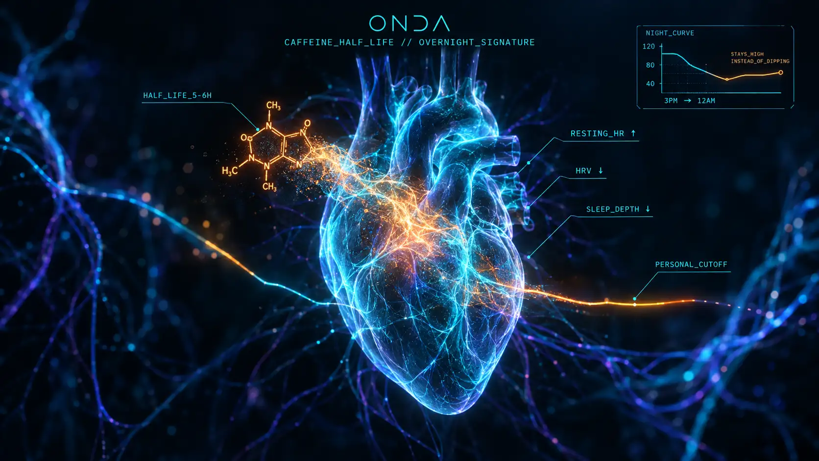 Glowing translucent human heart with a caffeine molecule dissolving into it in amber, and an overnight curve that stays high instead of dipping into rest.