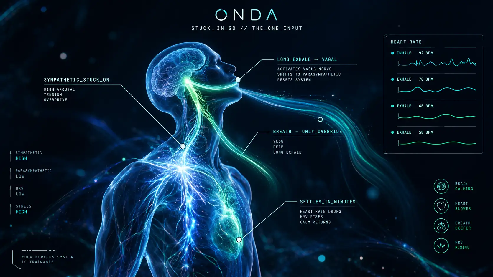A figure whose sympathetic branch is stuck on, a single long exhale reaching a glowing vagal switch and the system settling from tense to calm.