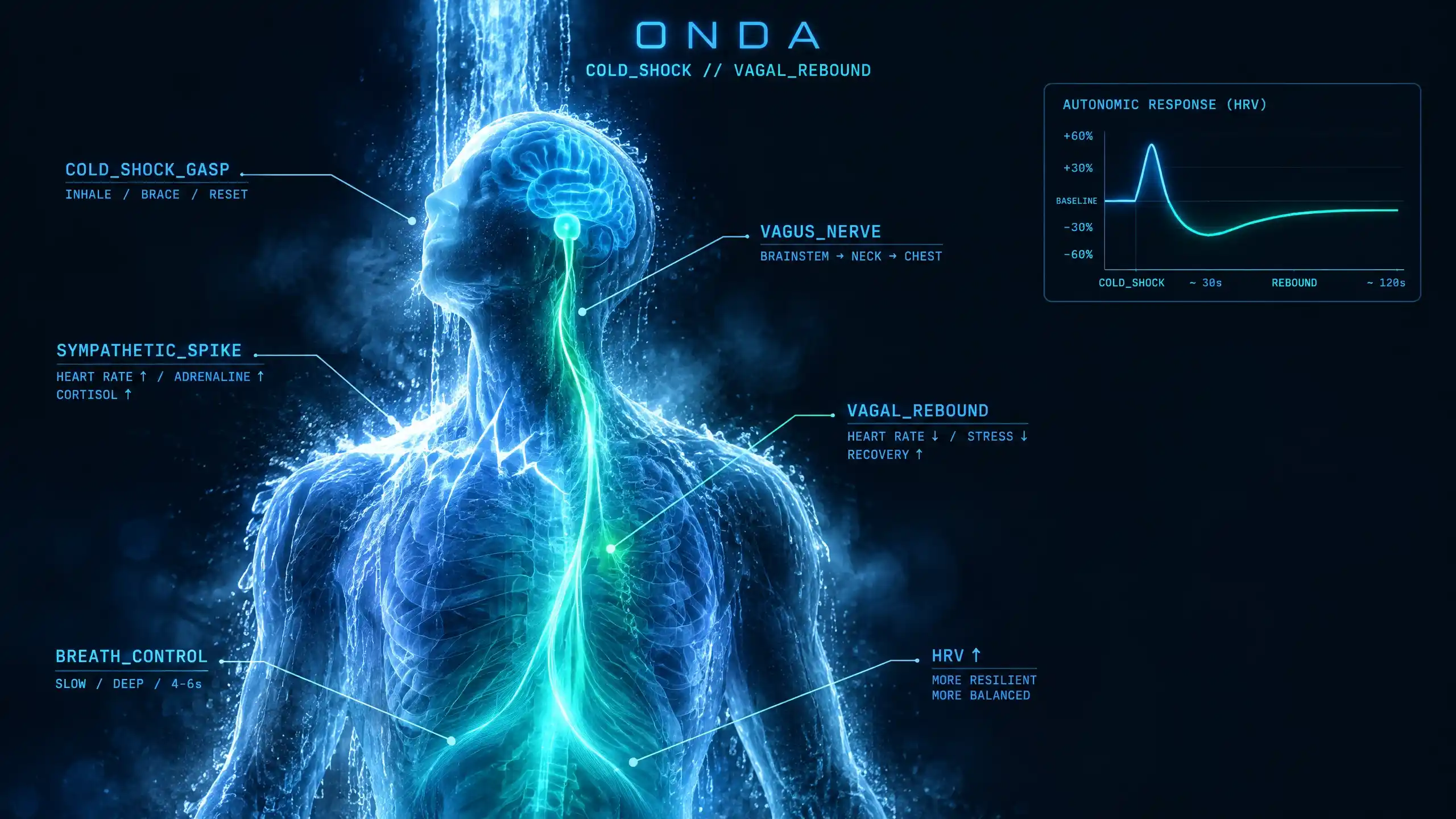 Figure under a cold cascade with the vagus nerve lit down the spine, a sympathetic spike then a parasympathetic vagal rebound raising HRV.