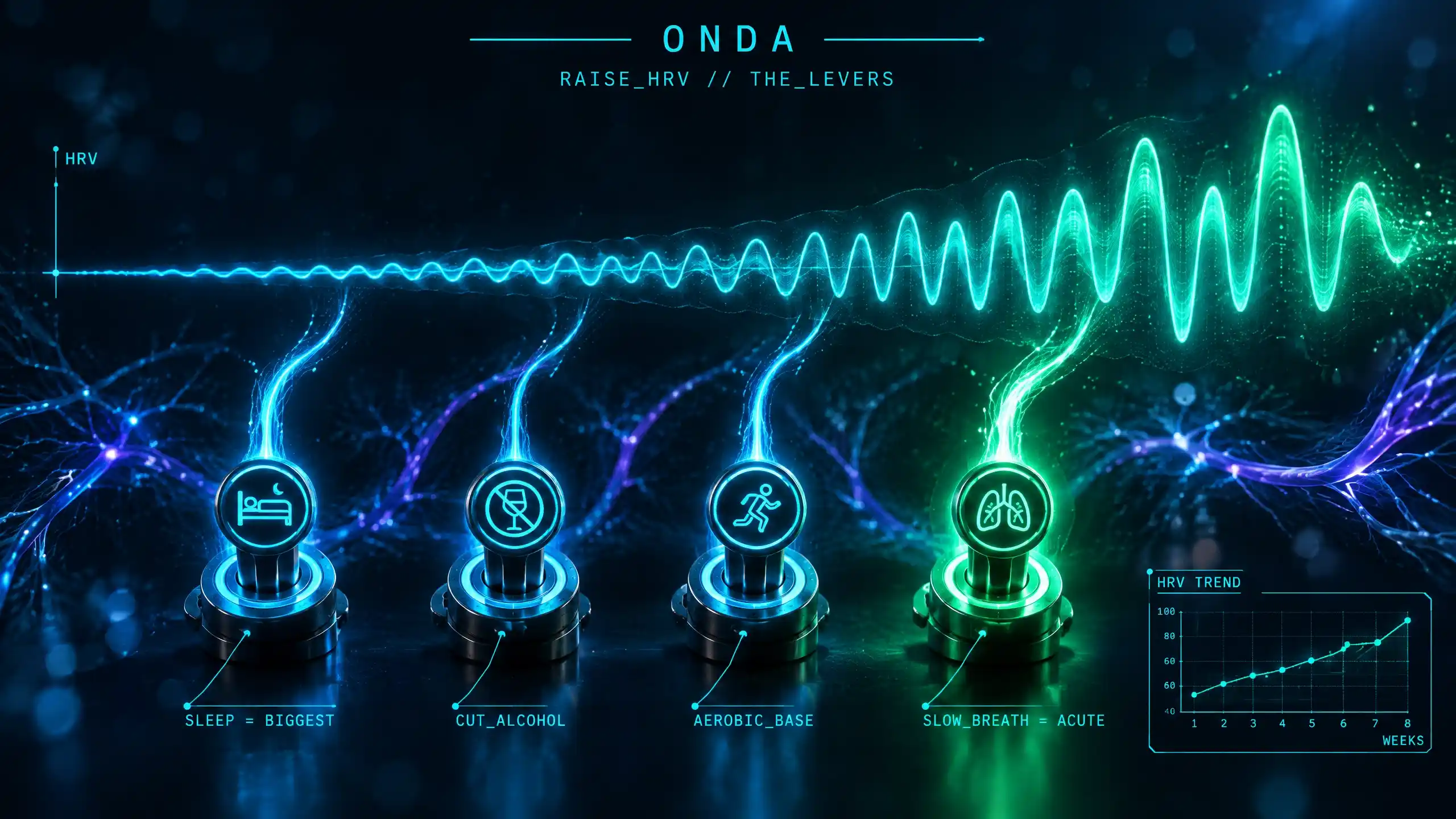 Four glowing levers — sleep, cutting alcohol, aerobic training and breath — feeding a heart-rate-variability wave that widens over weeks, the breath lever the immediate one.