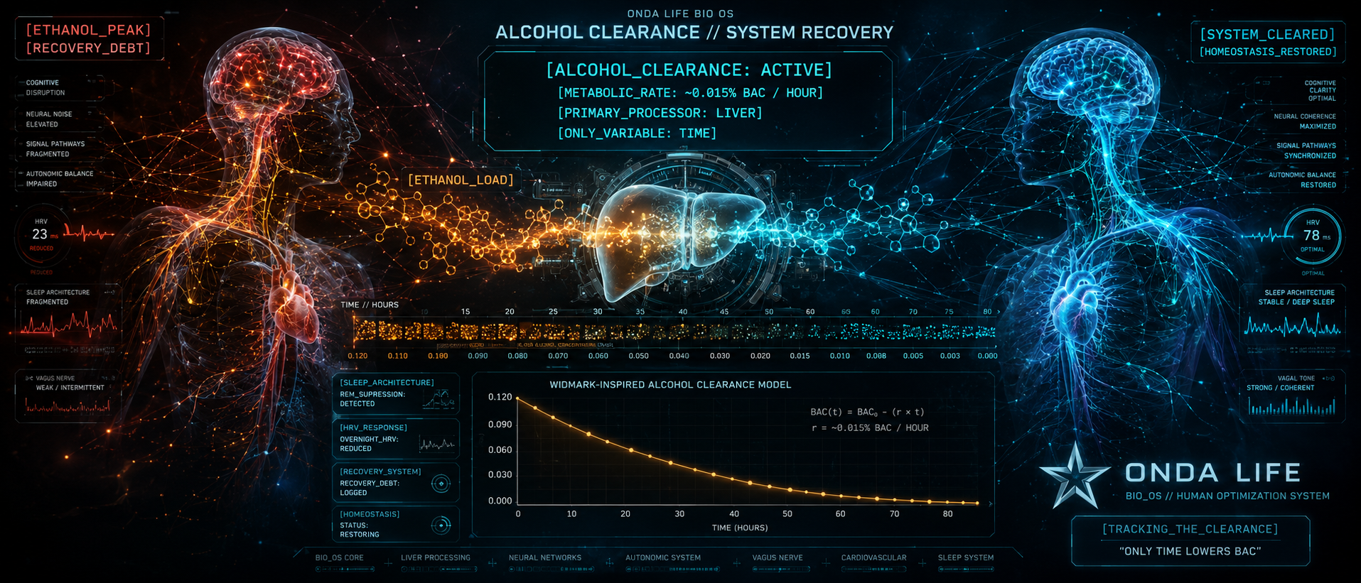 How Long Does Alcohol Stay in Your System?